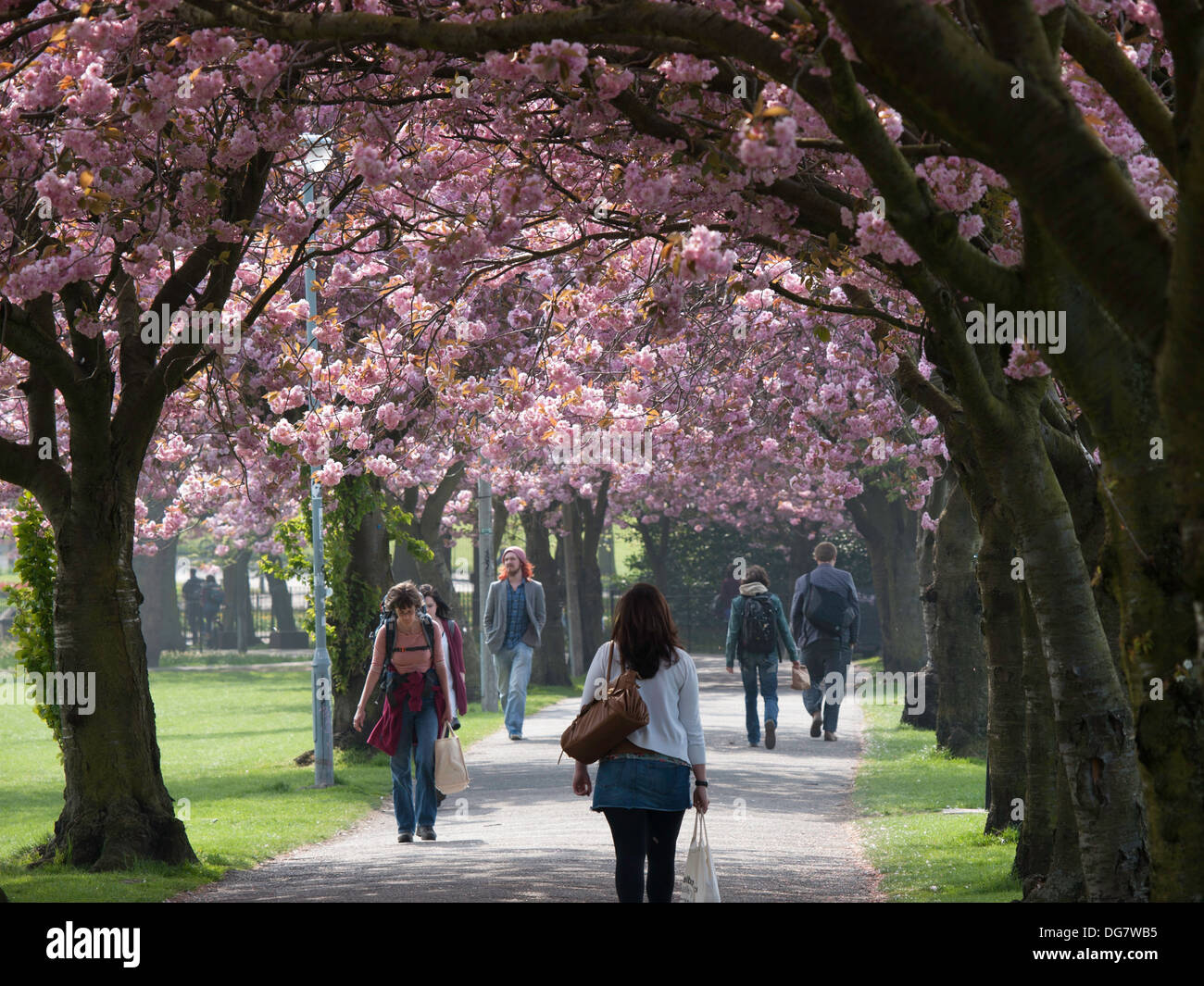 Cherry Blossom, The Meadows, Edinburgh Stock Photo Alamy