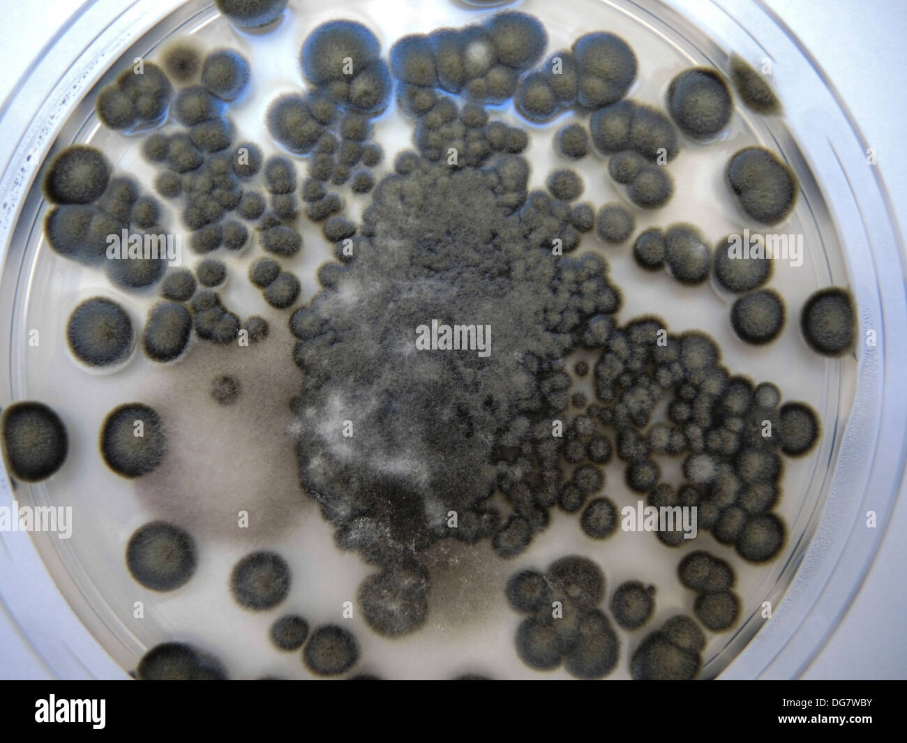 Cladosporium cladosporioides mold in a petri dish This is a fungal plant pathogen that affects wheat Stock Photo