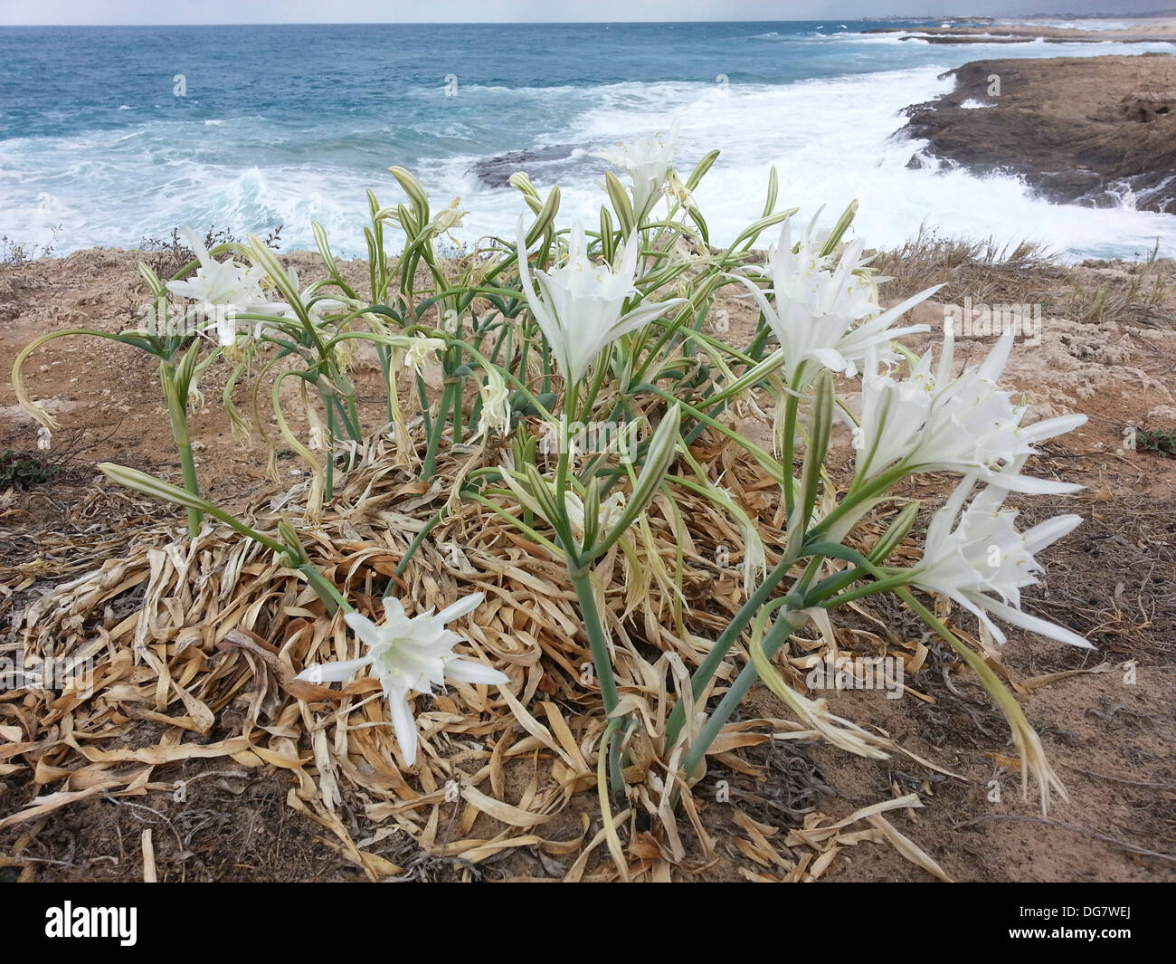 Flowering Sea Daffodil (Pancratium maritimum) Photographed in Israel in October Stock Photo