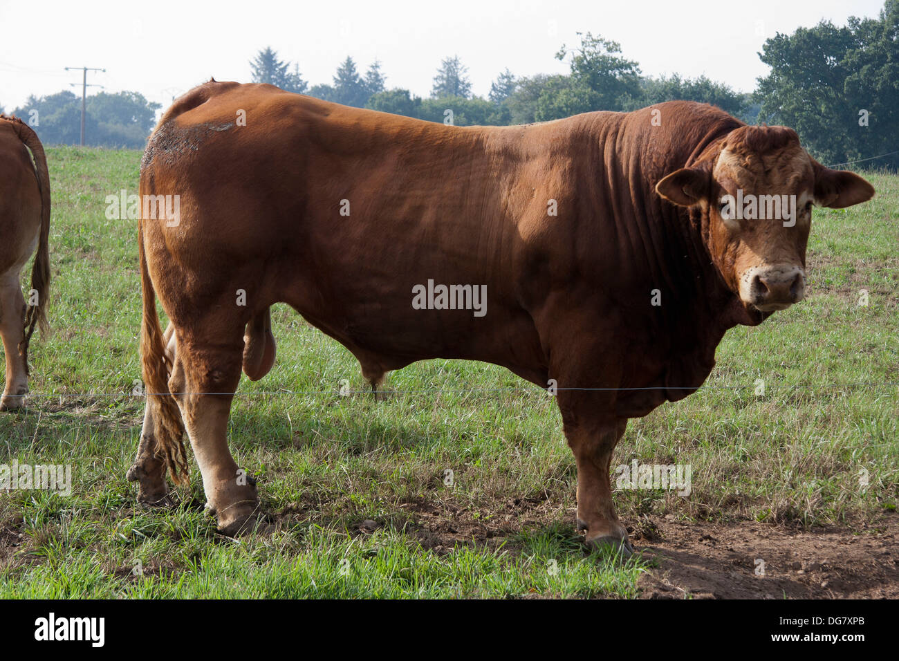 Bull, country scene Stock Photo