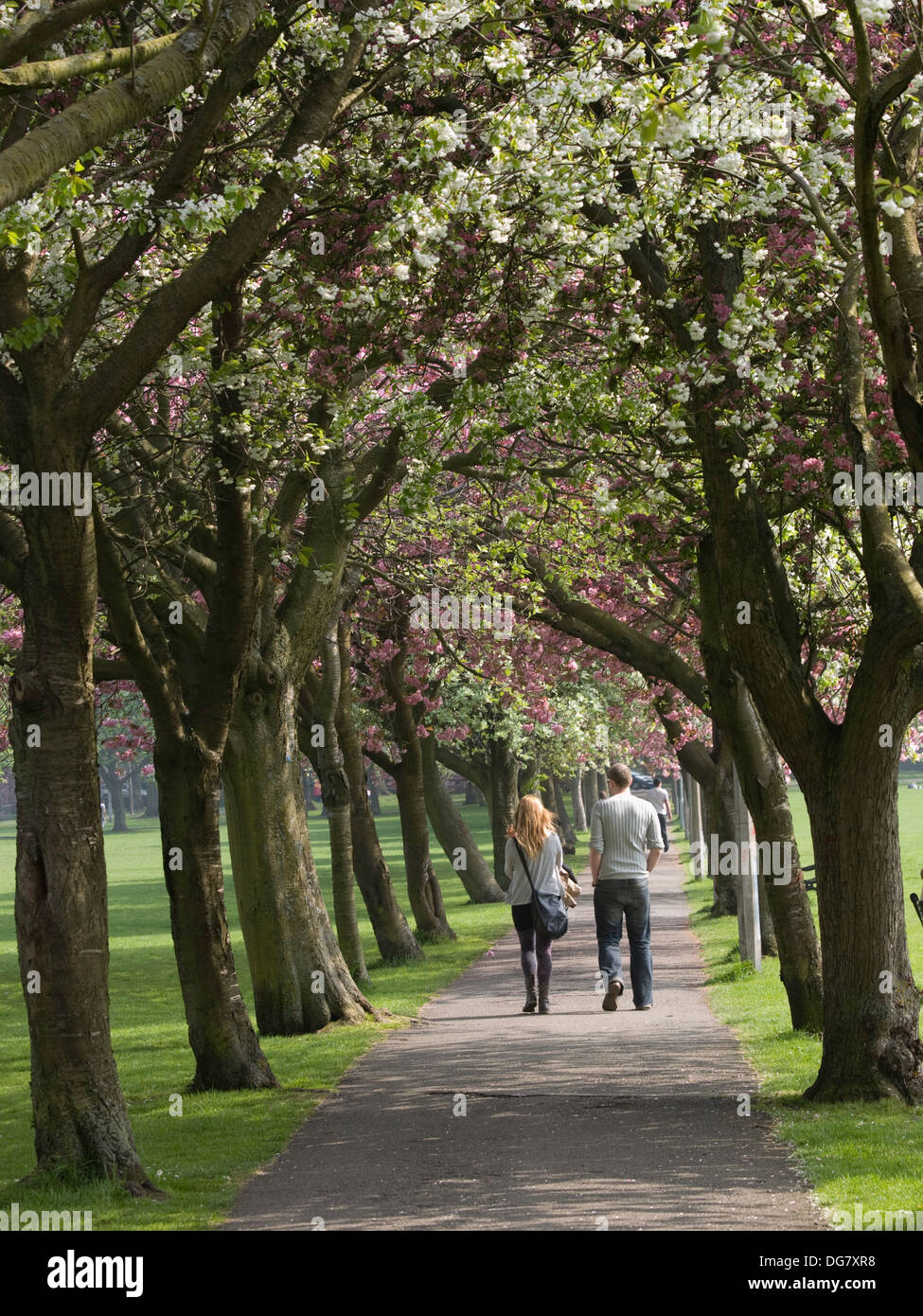 Cherry Blossom, The Meadows, Edinburgh Stock Photo Alamy