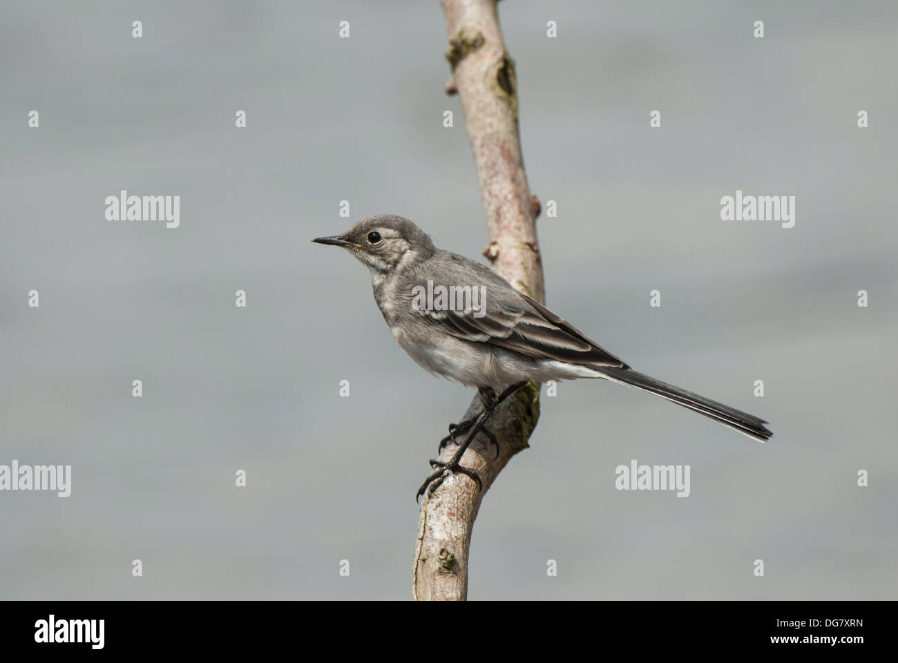 Juvenile Pied Wagtail on Branch filling frame. Stock Photo