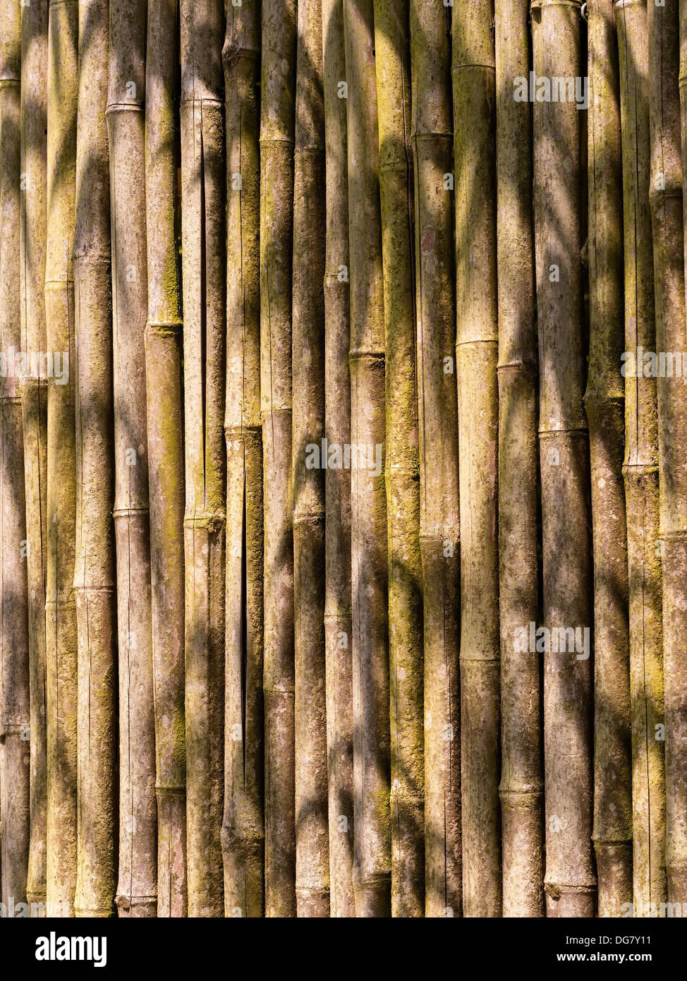 Sunlit bamboo garden fence screen Stock Photo