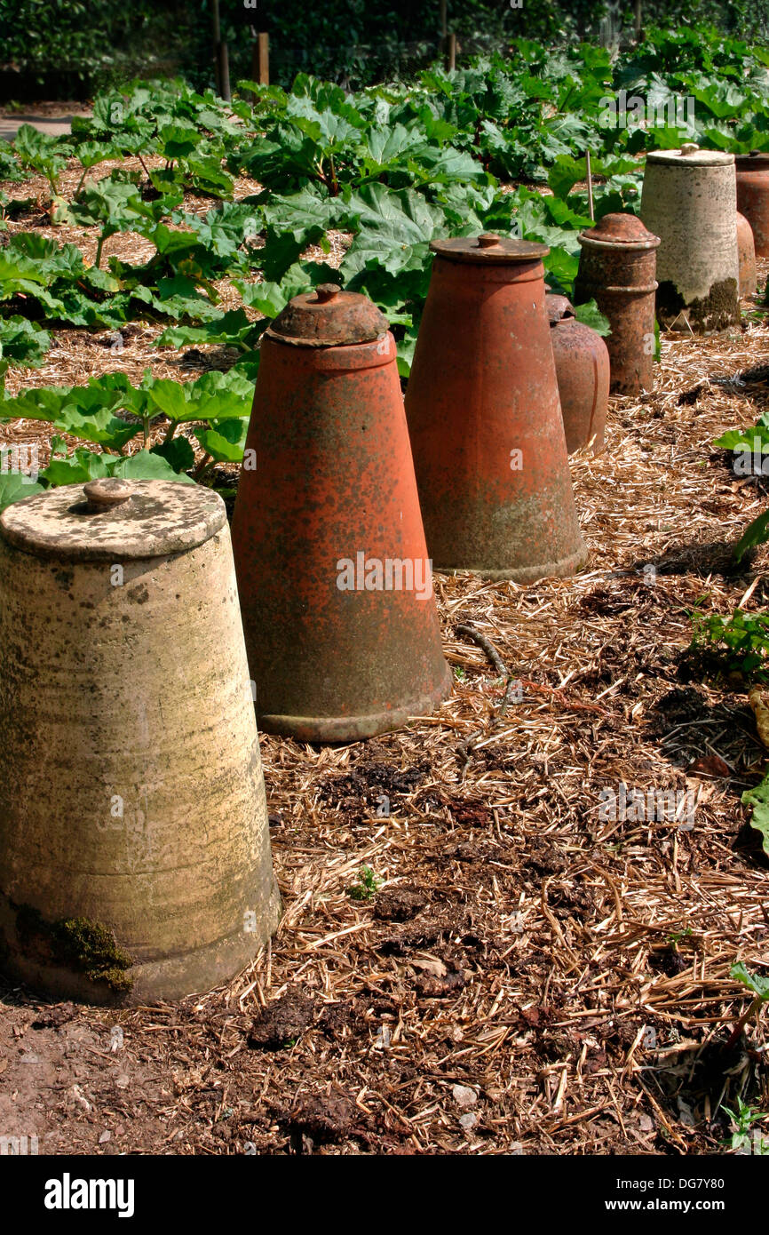 rhubarb forcing jars found / reclaimed when the lost Garden of Heligan was restored in the early 90's Stock Photo