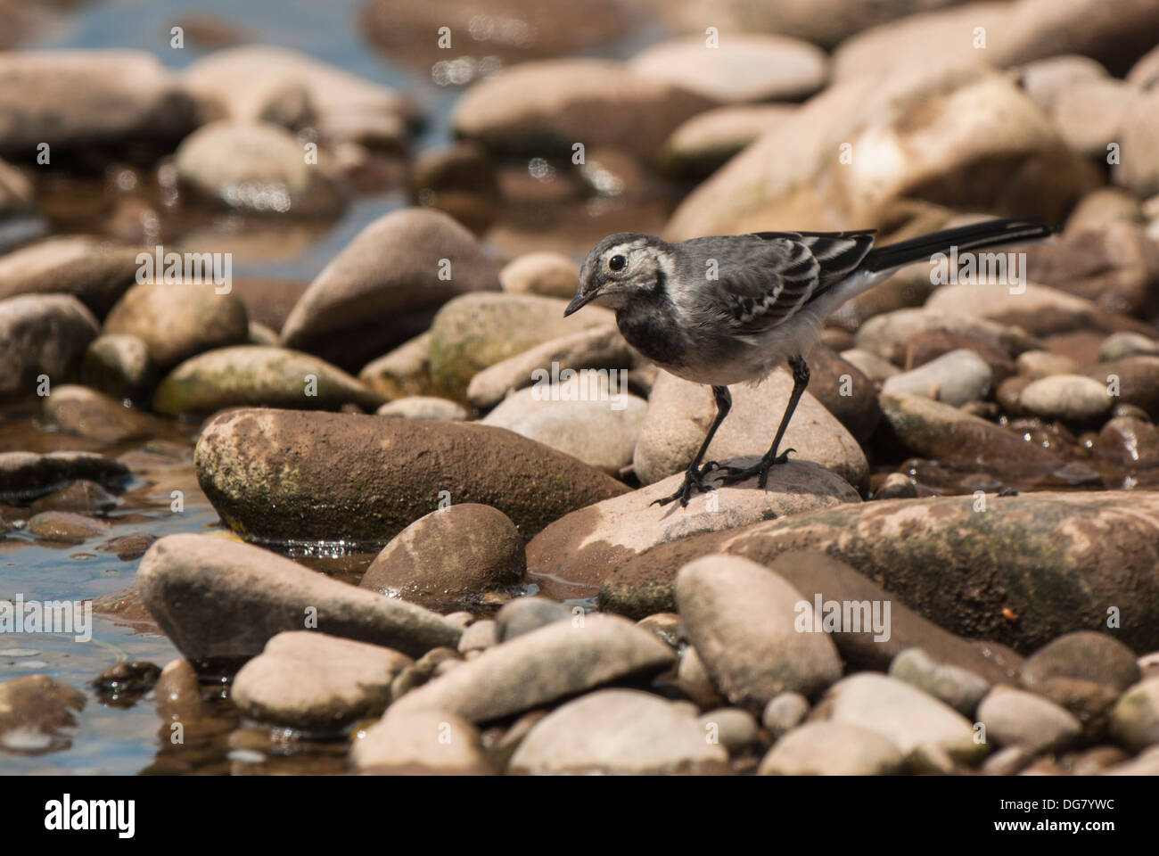 Young Pied Wagtail feeding on pebbles. Stock Photo