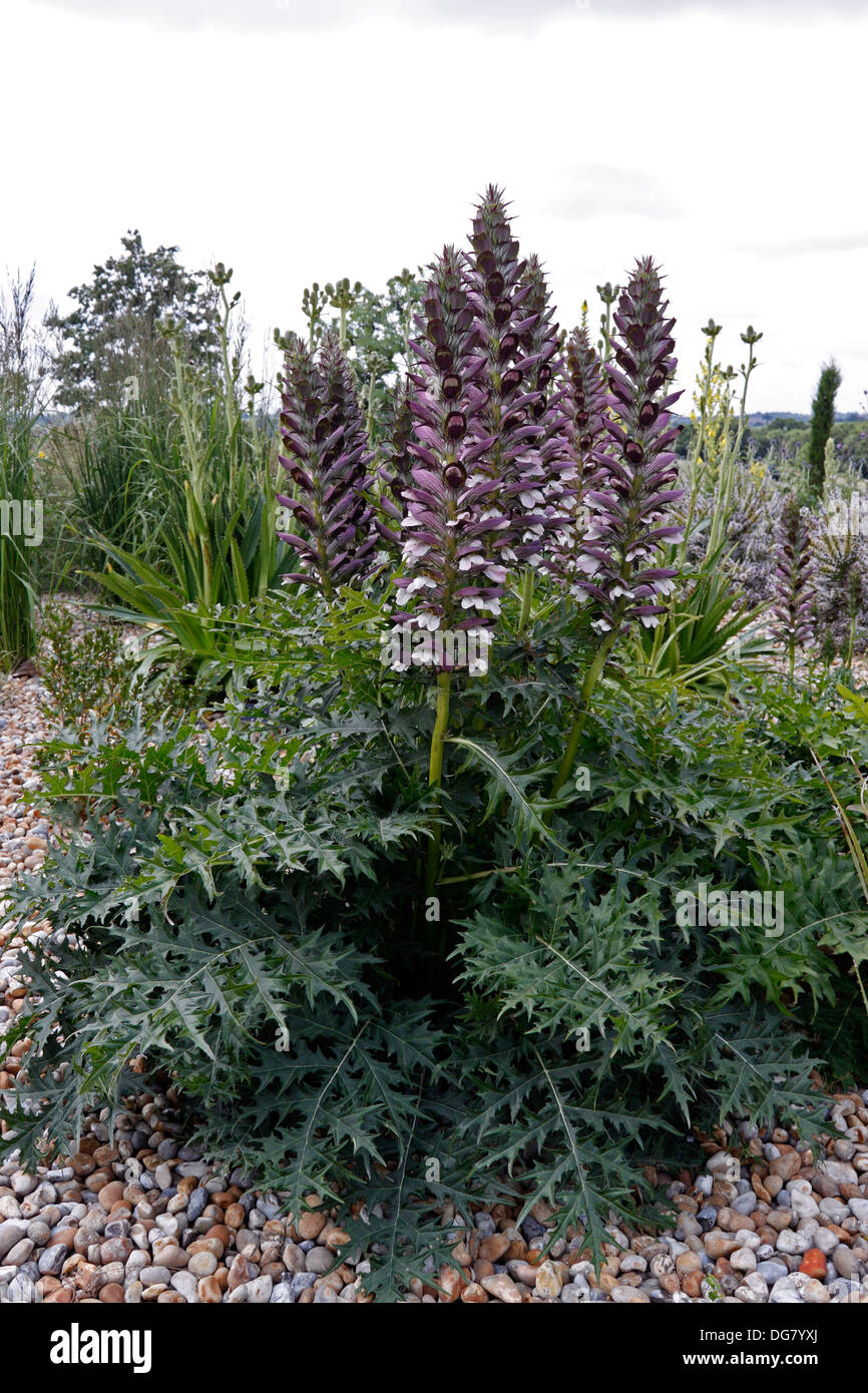 ACANTHUS SPINOSUS. BEAR'S BREACHES. THE DRY GARDEN RHS HYDE HALL. ESSEX UK. Stock Photo