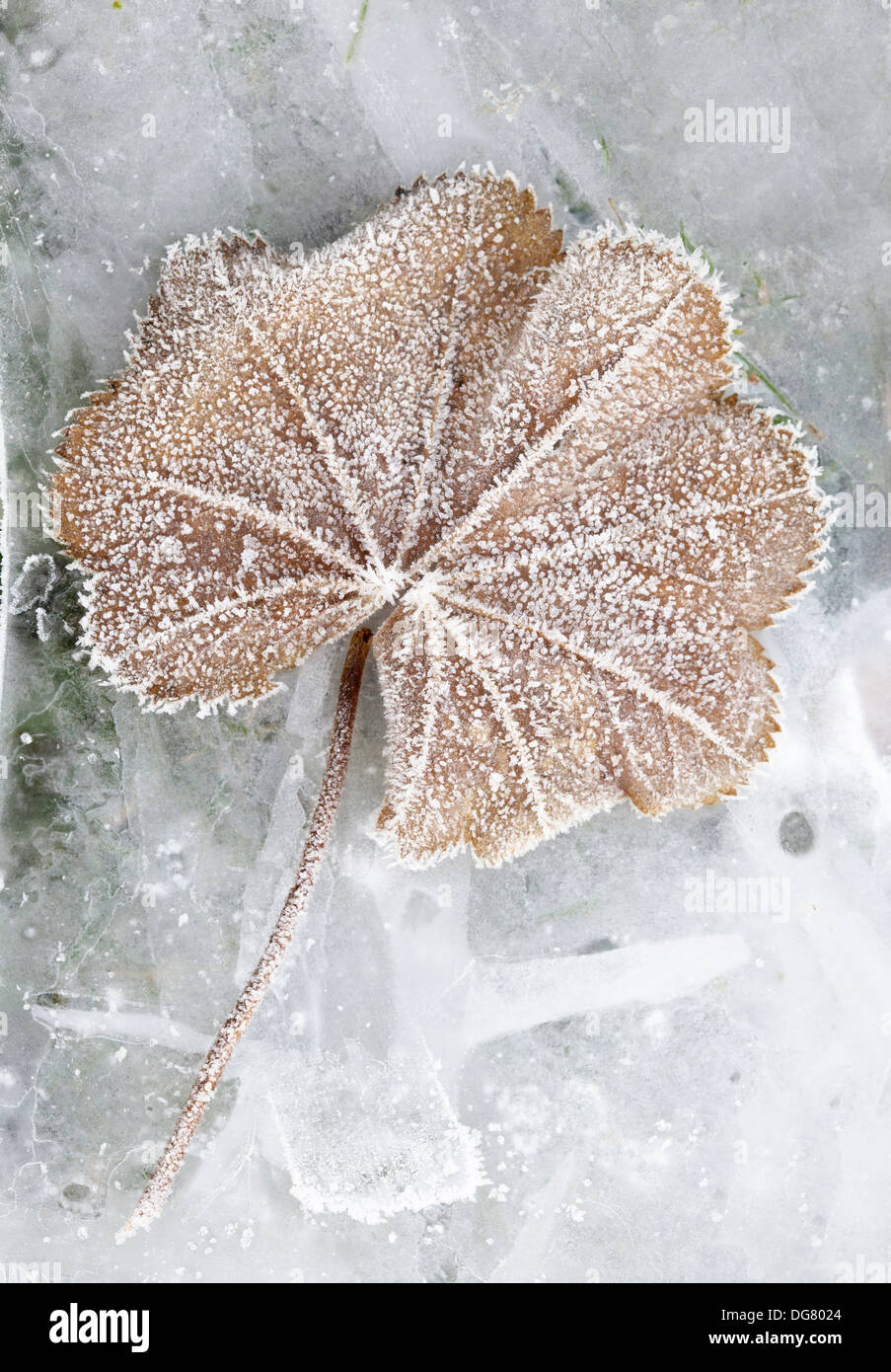 Frozen Leaf lying on frozen Ice Stock Photo - Alamy