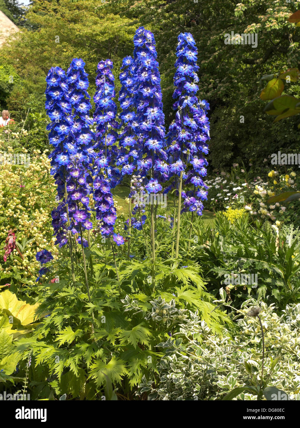 Guardian Blue Delphinium flowers in garden border, Rutland, England, UK. Stock Photo