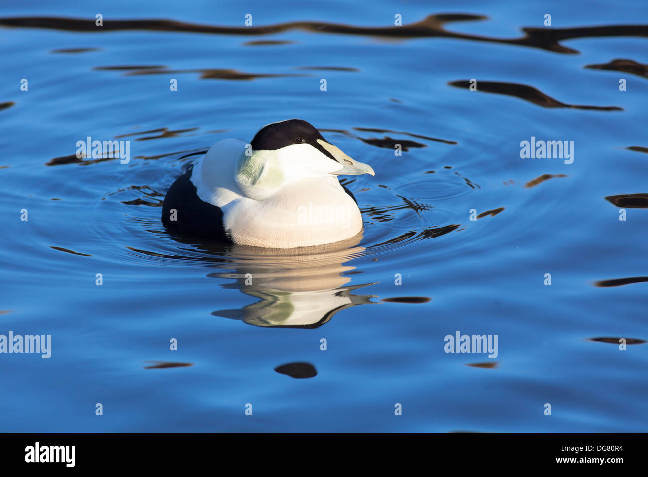 Male Common Eider Duck swimming on water. Stock Photo