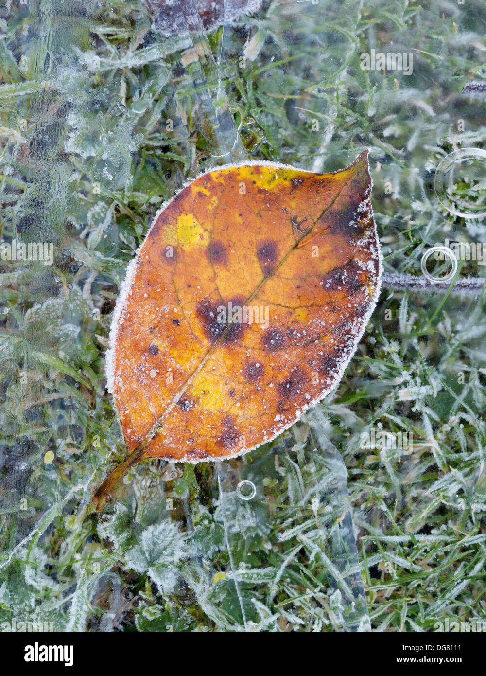 Frozen Leaf lying on frozen Ice Stock Photo - Alamy