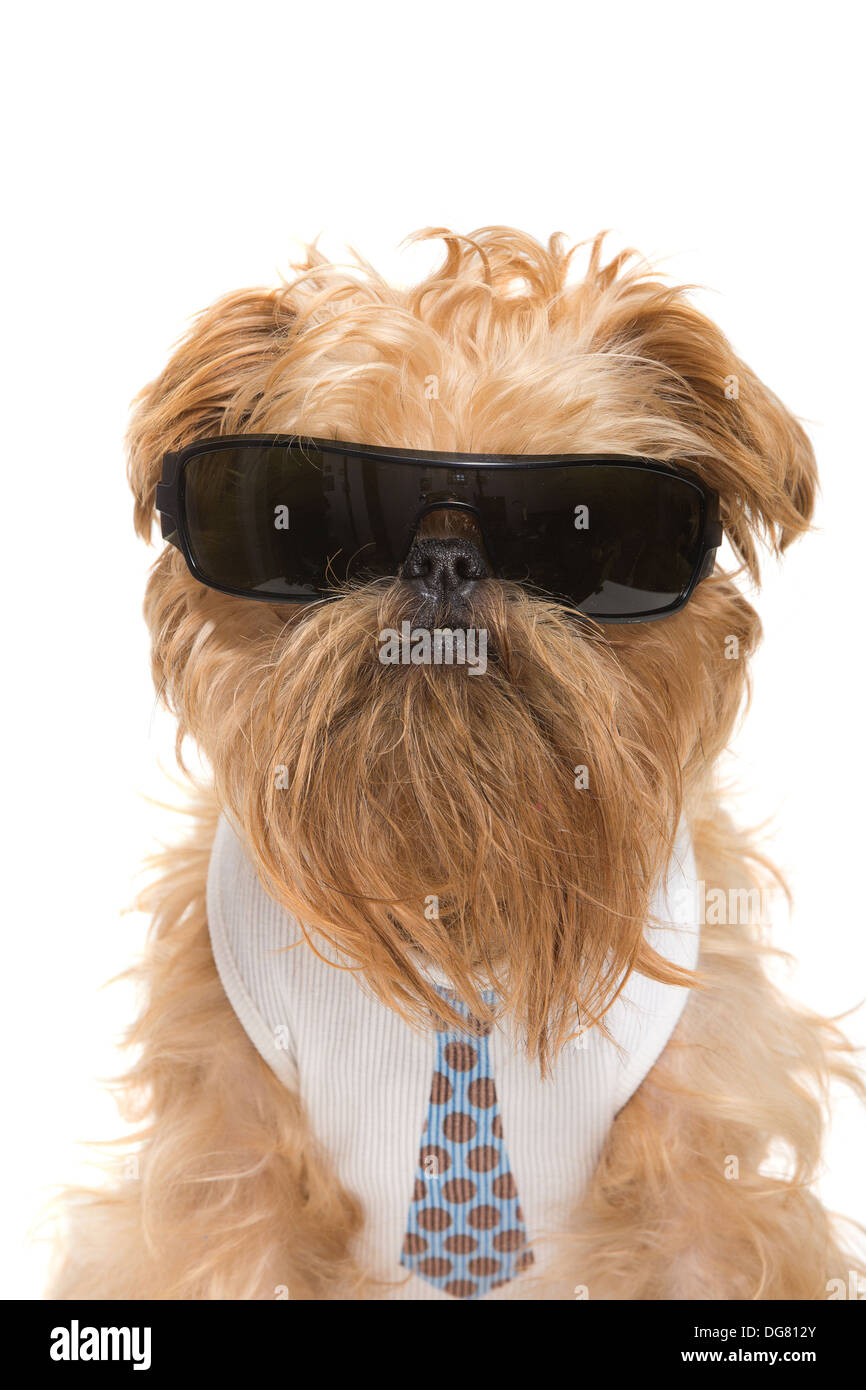 Dog with sunglasses and a tie, isolated on white background Stock Photo ...