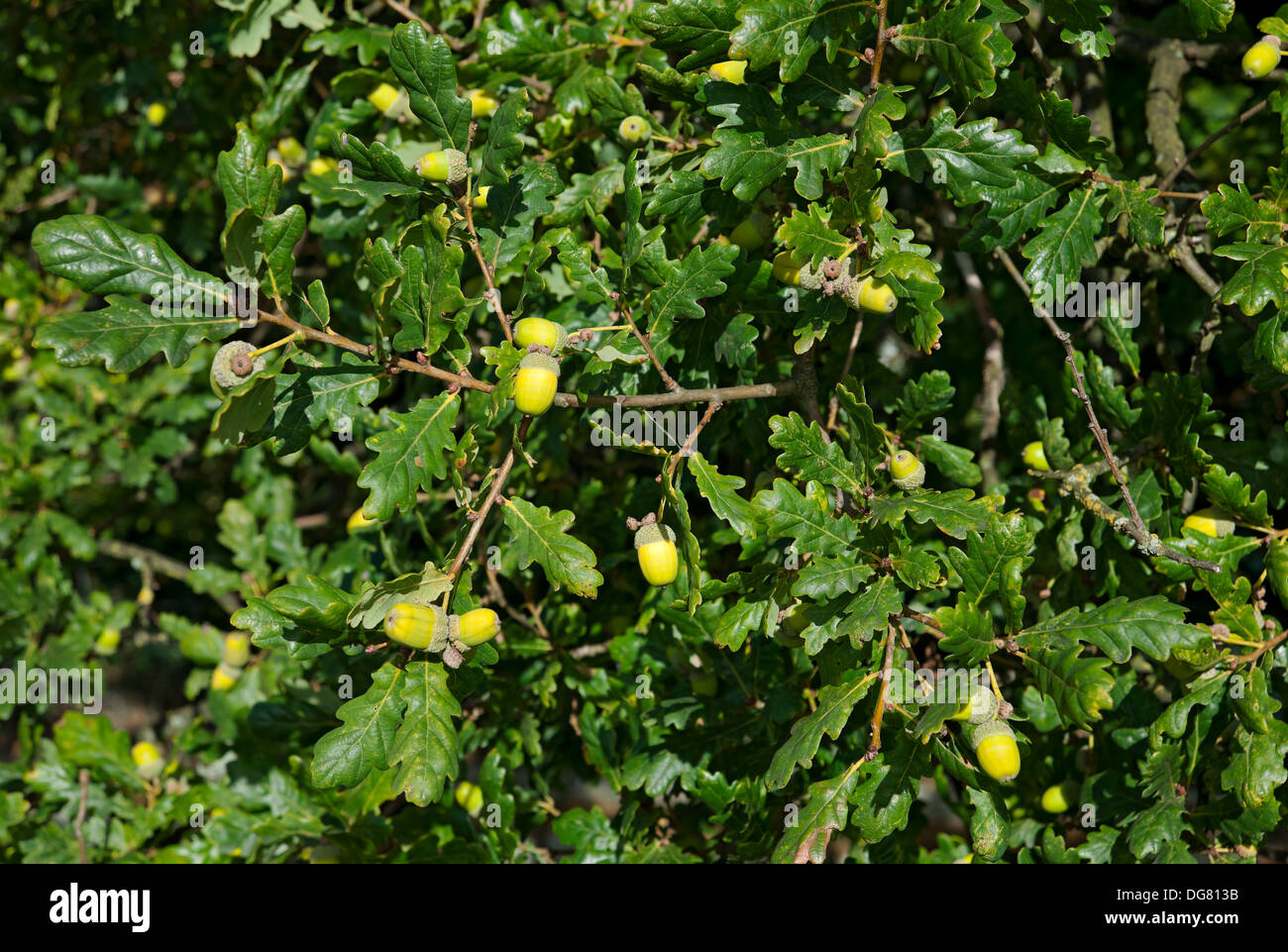 Close up of acorn acorns on oak tree in autumn fall England UK United Kingdom GB Great Britain Stock Photo