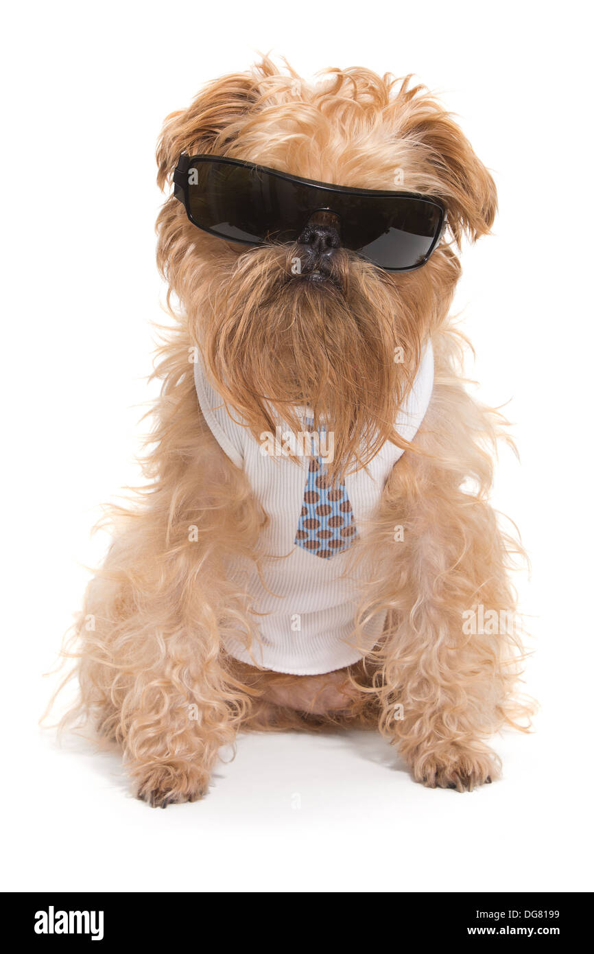 Dog with sunglasses and a tie, isolated on white background Stock Photo ...