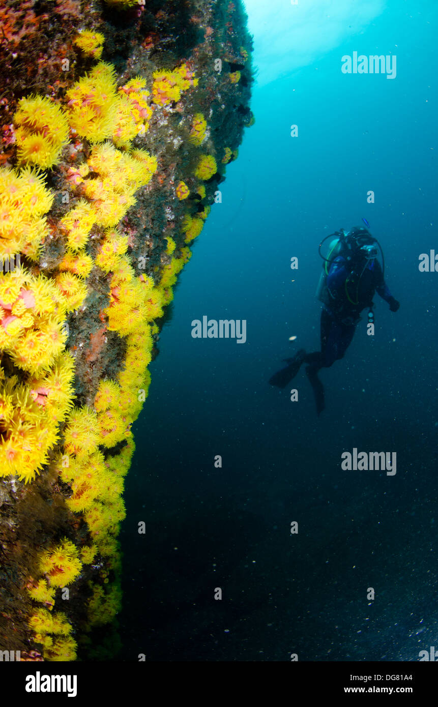 Scuba diver close to invader alien sun coral at Buzios island, Ilhabela, north  shore of Sao Paulo state, Brazil. Stock Photo