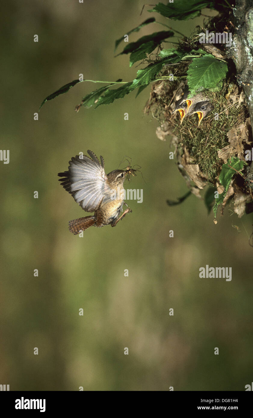 Wren (Troglodytes troglodytes) flying to nest with insect prey. Lorraine, France Stock Photo