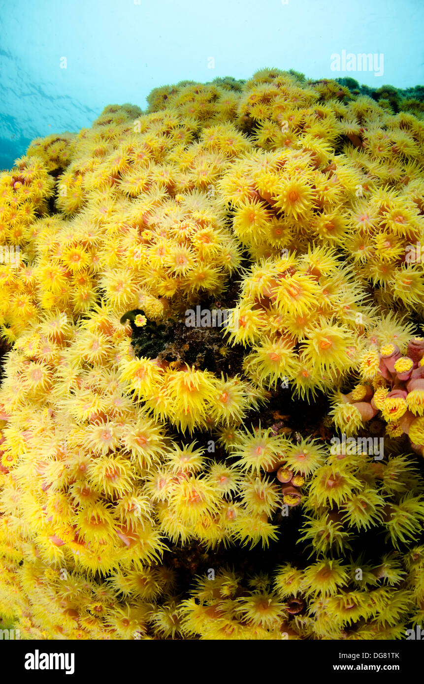 Sun Coral Tubastrea tagusensis invader coral at Buzios island, North shore of Sao Paulo state, Brazil Stock Photo