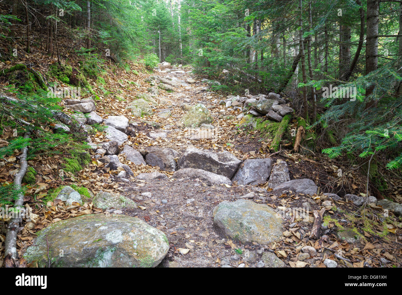 Mt Tecumseh Trail in Waterville Valley, New Hampshire. This mountain is