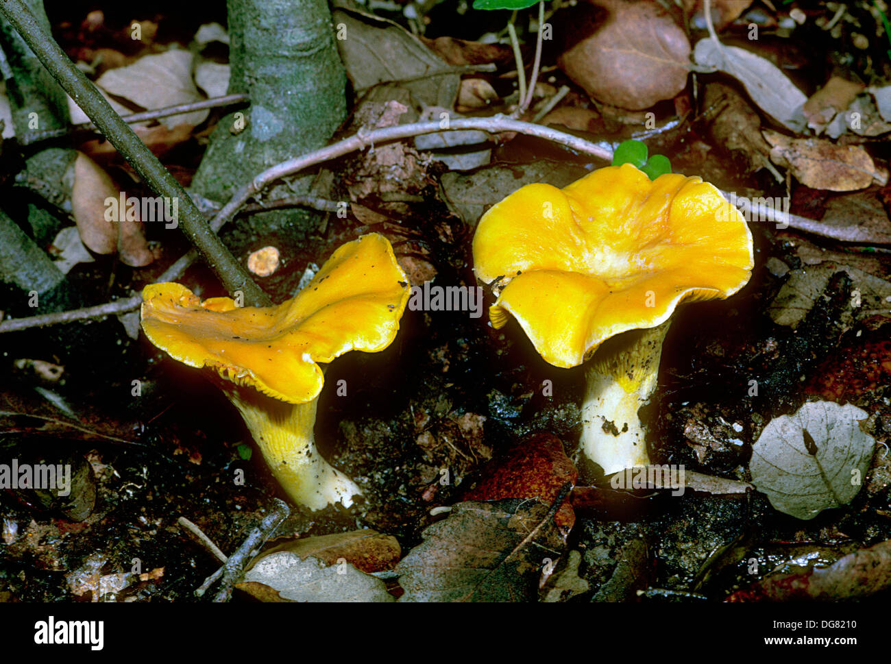 Mushrooms (Cantharellus cibarius Stock Photo Alamy