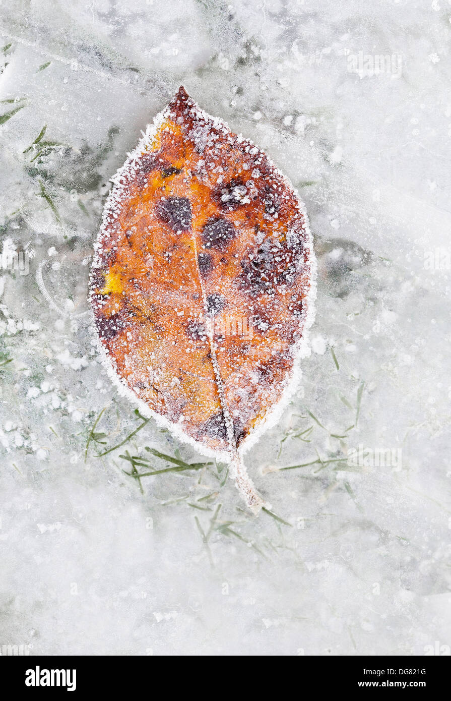 Frozen Leaf lying on frozen Ice Stock Photo - Alamy