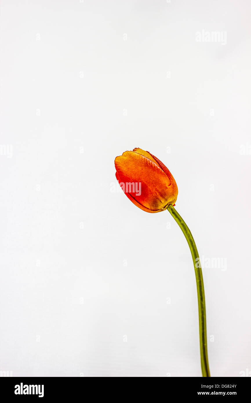 The Orange tulips. A green stem. Stock Photo
