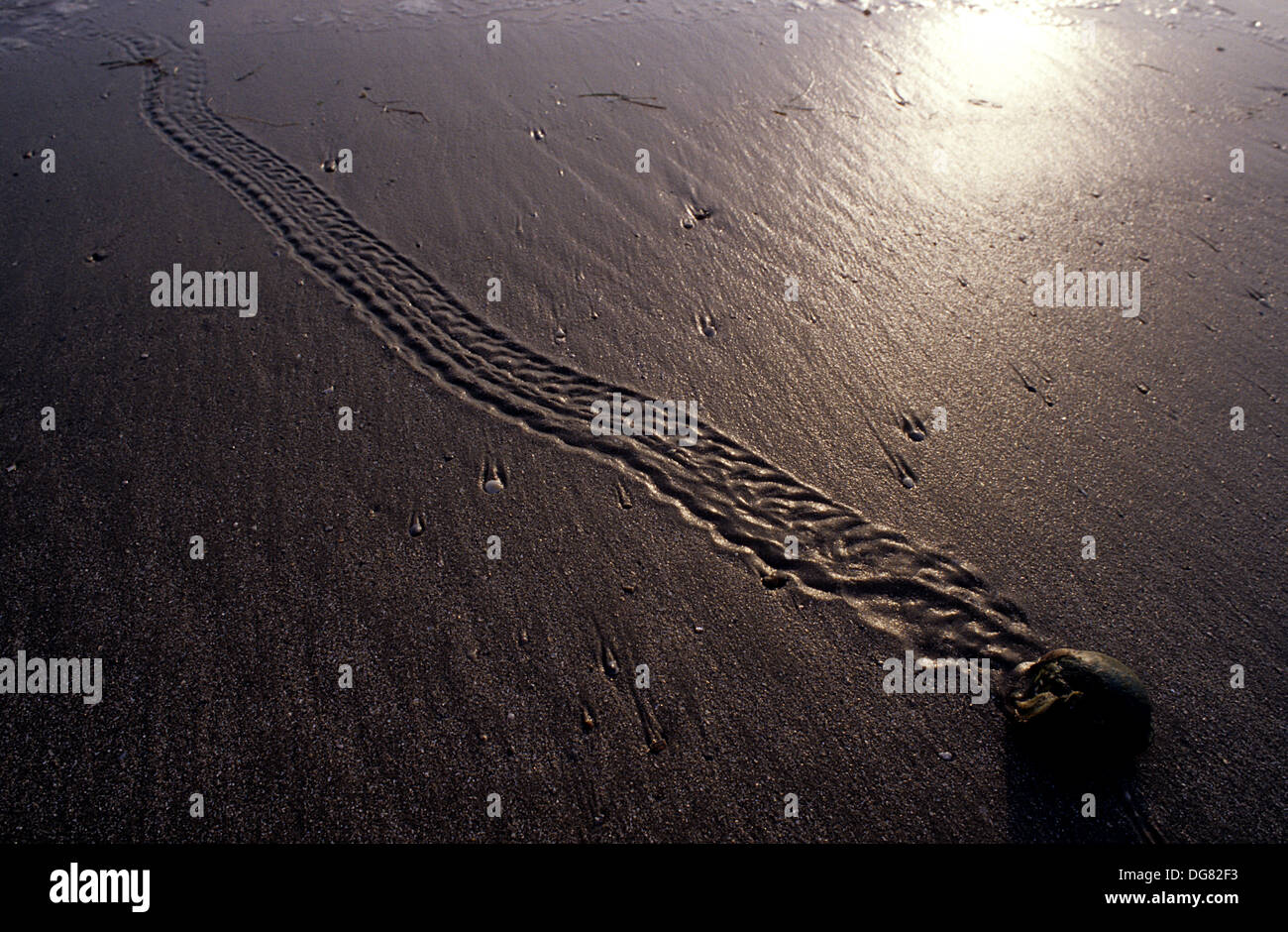 A hermit crab leaves tracks in the sand on the beach at Port Aransas Texas Stock Photo