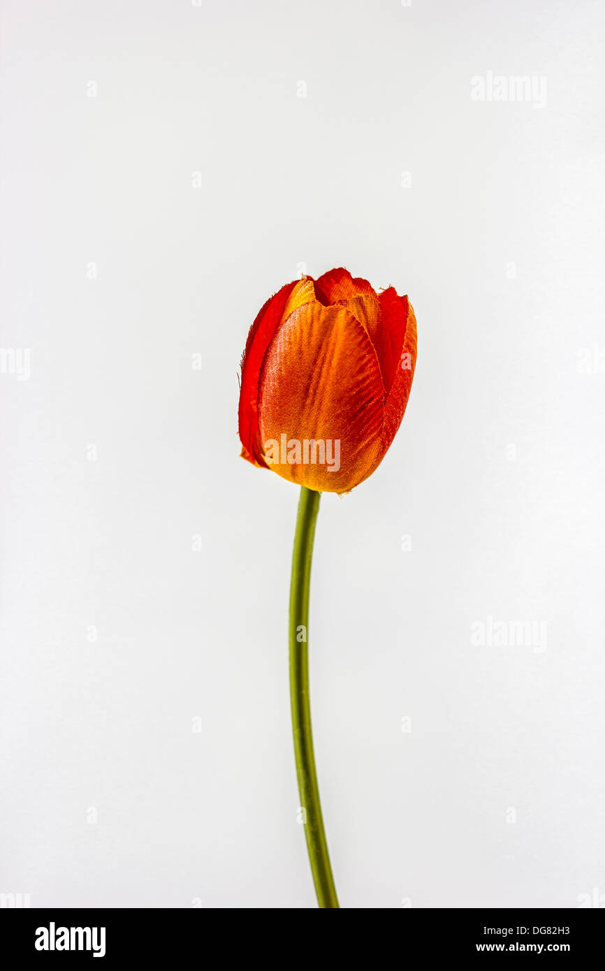 The Orange tulips. A green stem. Stock Photo