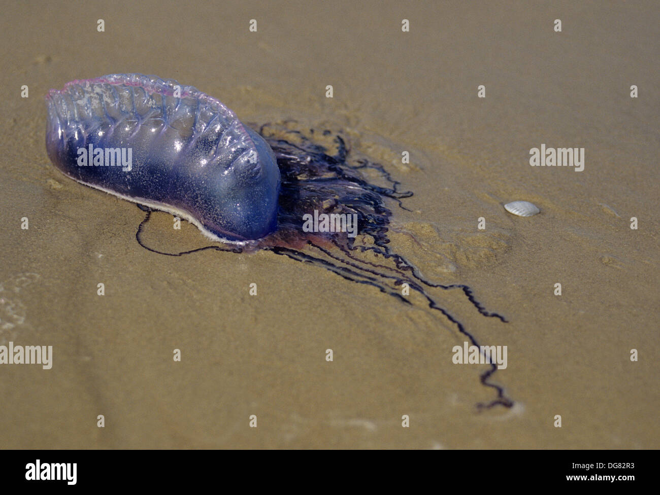 Portuguese man o war sting hi-res stock photography and images - Alamy