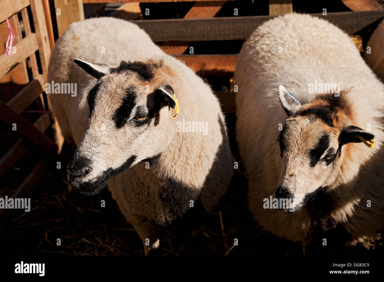 Badger Face Welsh Mountain sheep Masham North Yorkshire England UK