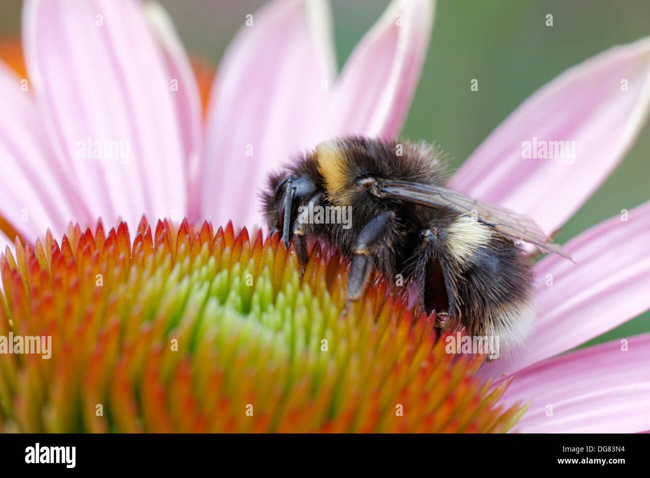 Bumblebee on Echinacea purpurea 'Magnus' flower head Stock Photo