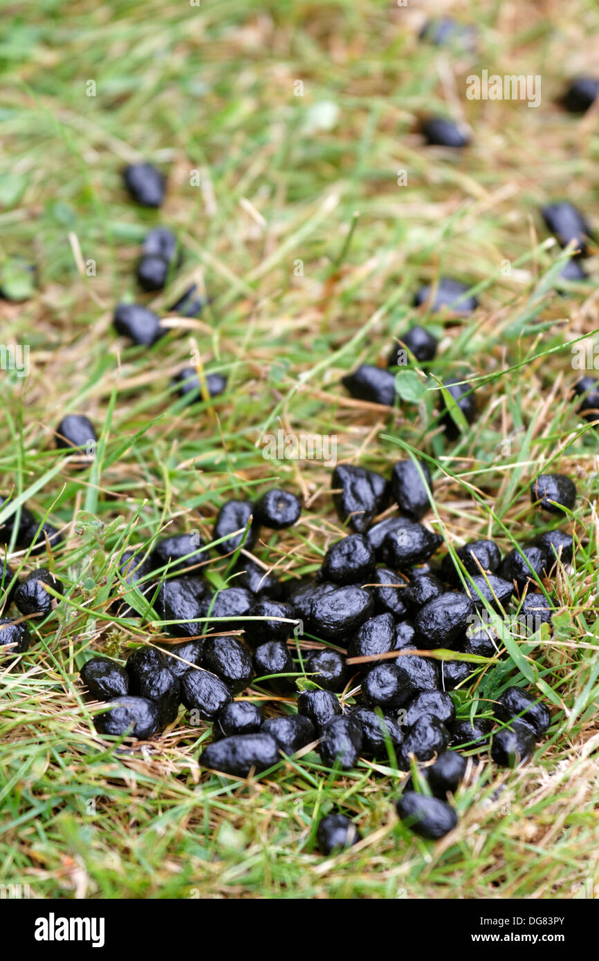 Deer droppings on a garden lawn Stock Photo