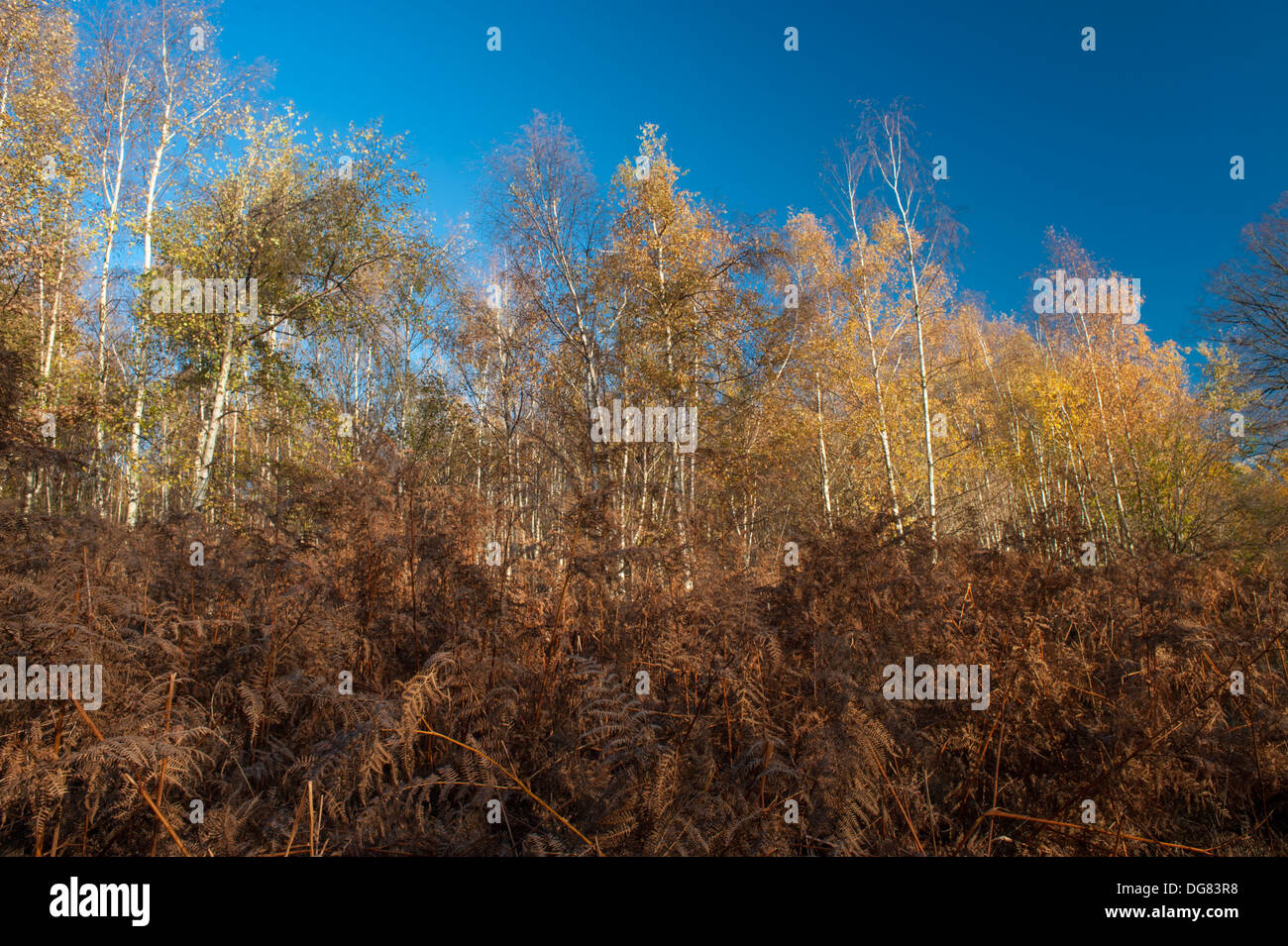 The Edge Bedford >> Brown Bracken And Birch Woodland In Autumn At The Edge Of The Edge Bedford >> Brown Bracken And Birch Woodland In Autumn At The Edge Of