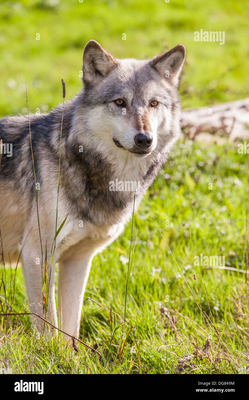 North American Gray Wolf, Canis Lupus Stock Photo Alamy