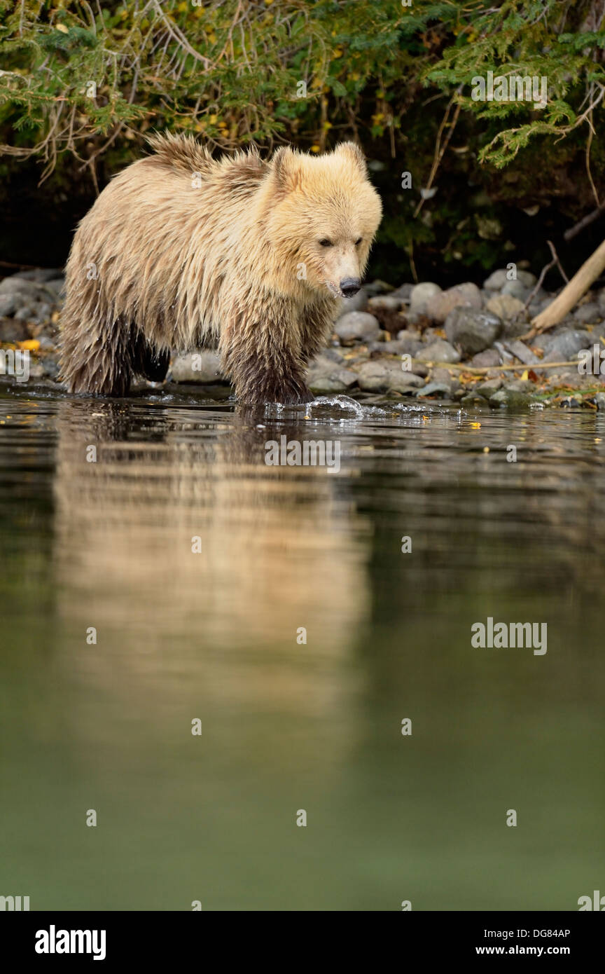 orso grizzly albino