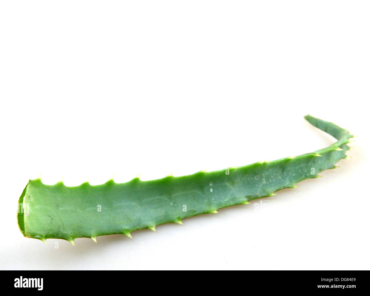 Aloe vera plant isolated on white Stock Photo