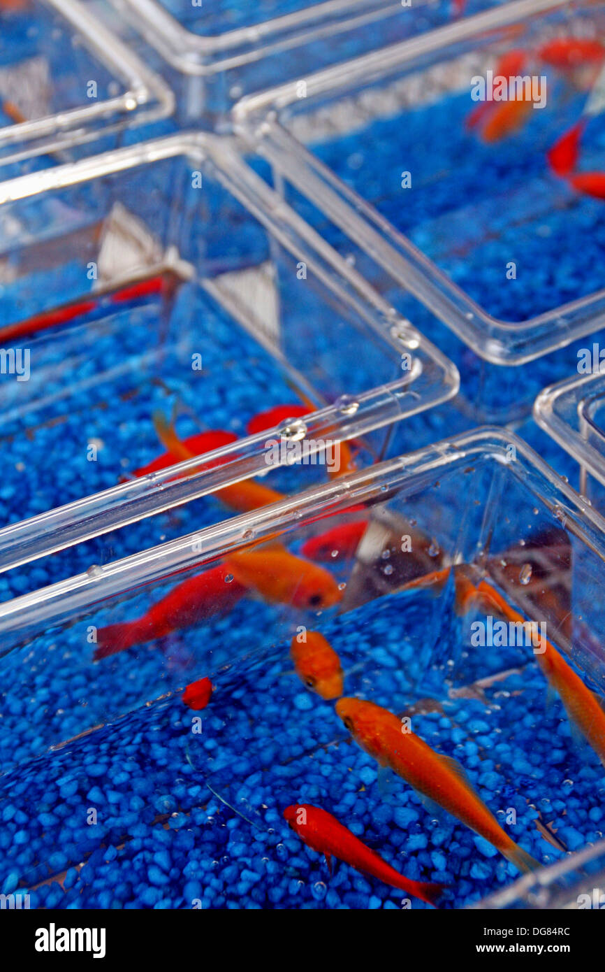 bowls with goldfish Stock Photo Alamy