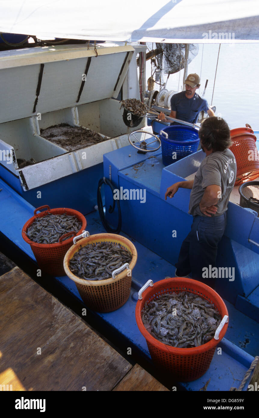 Baskets of fresh shrimp caught by commercial fisherman on their shrimp boat at Port Aransas Texas Stock Photo