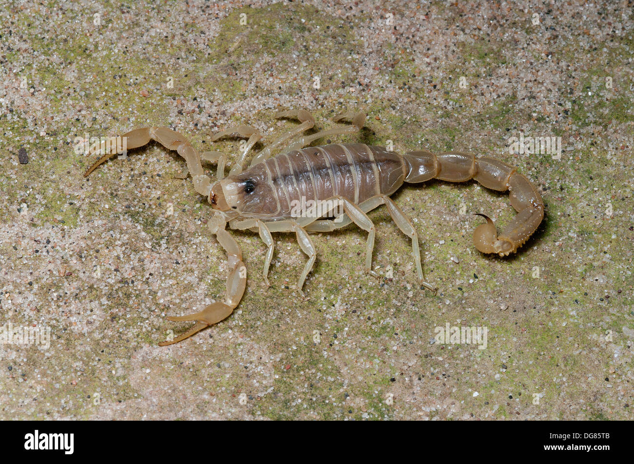 Egytian Sand Scorpion, Buthacus arenicola, scorpion, arachnid Stock Photo