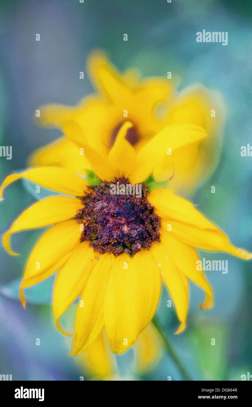 Sunflower Bloom. Helianthus annuus. August 2007, Maryland, USA Stock