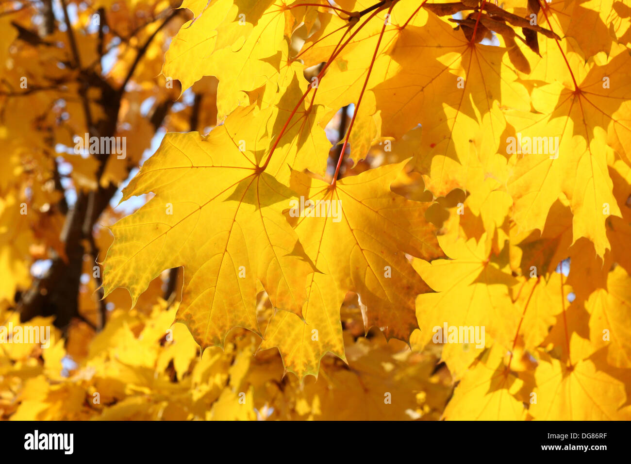 close up of maple tree leaves at fall Stock Photo