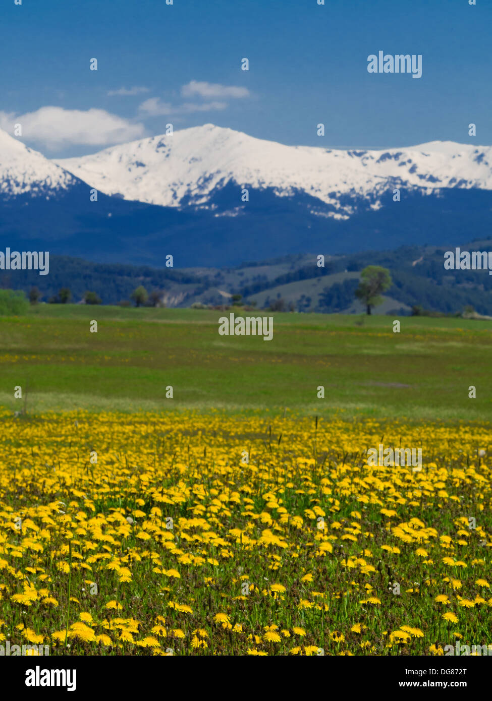 spring meadow with snow mountain Stock Photo - Alamy