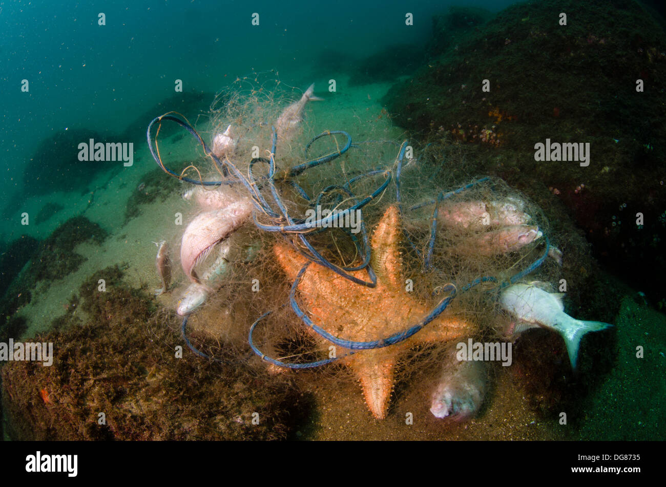 Net coral reef fish hi-res stock photography and images - Alamy