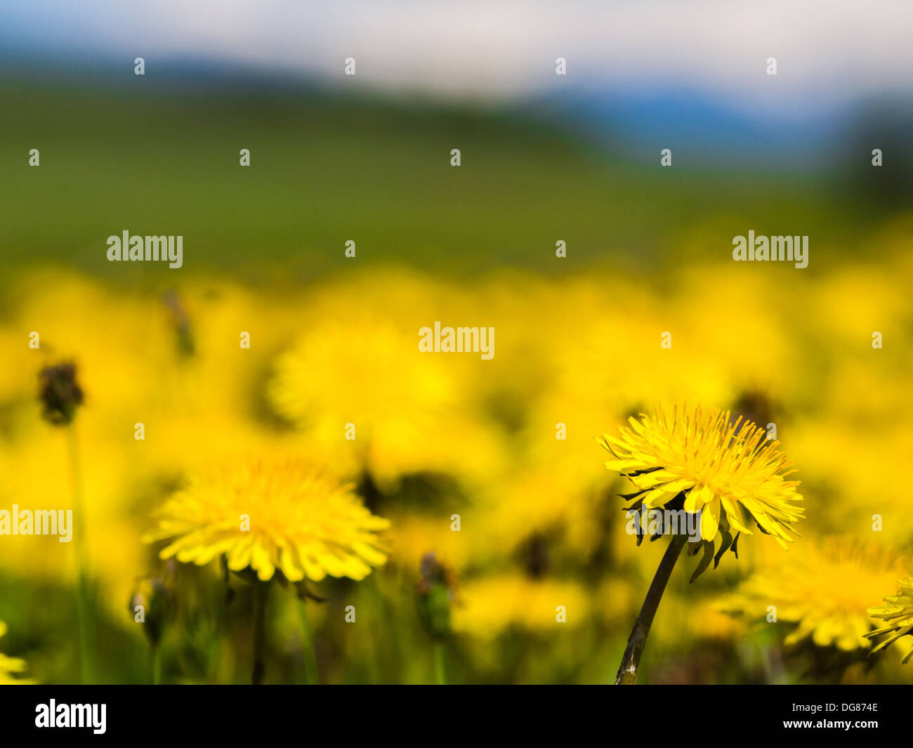 Dandelion field flower hi-res stock photography and images - Alamy