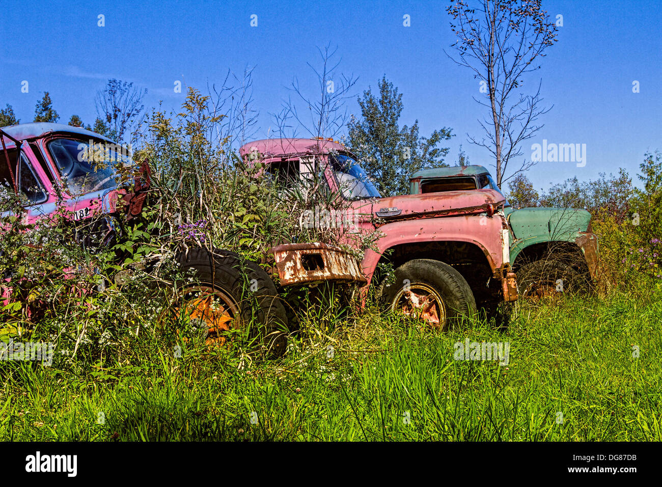 Car wreck is overgrown by nature hi-res stock photography and images ...