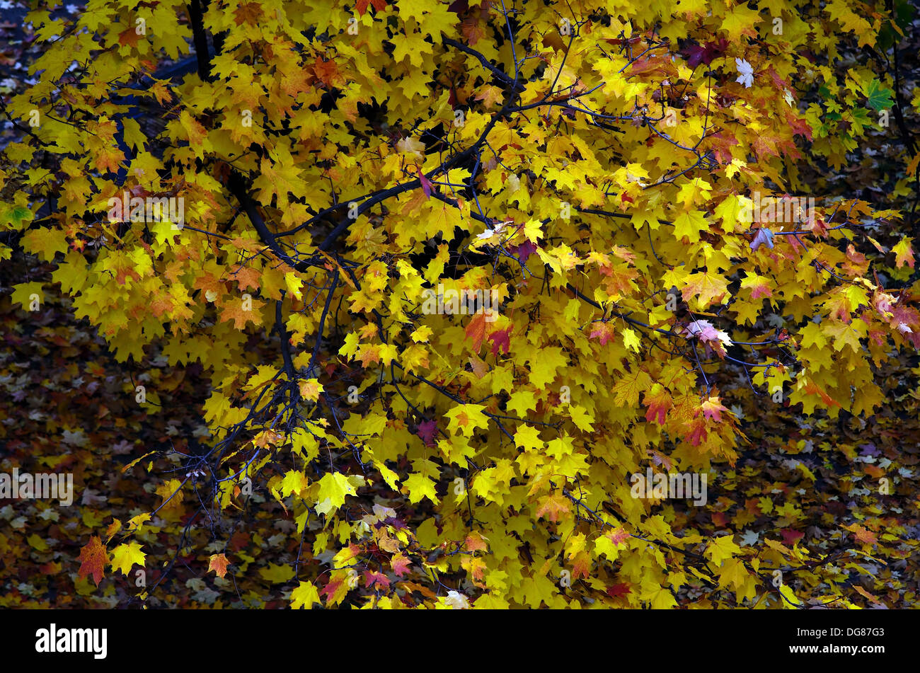 Autumn red and yellow maple leaves background Stock Photo