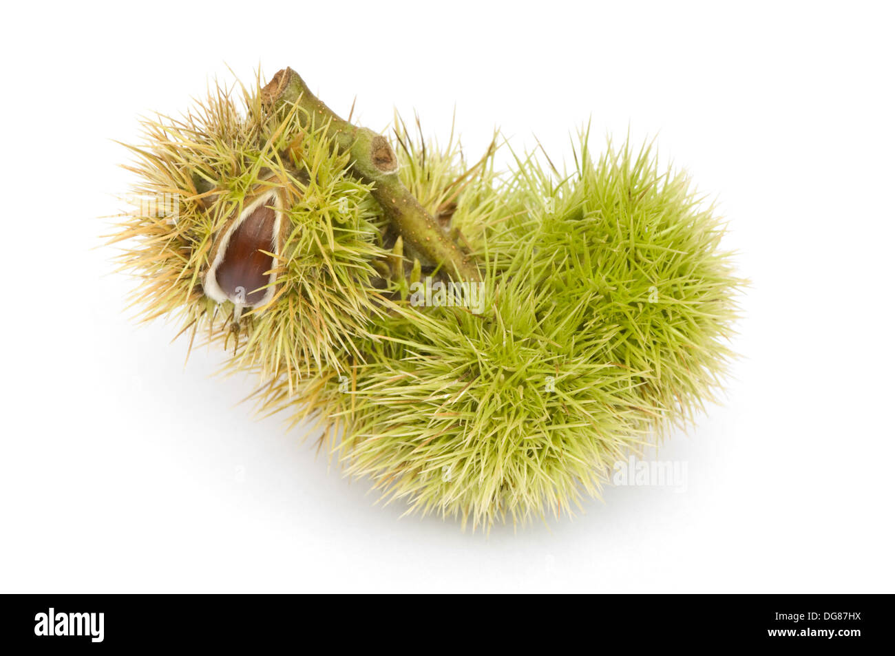 chesnuts in shell on pure white background Stock Photo