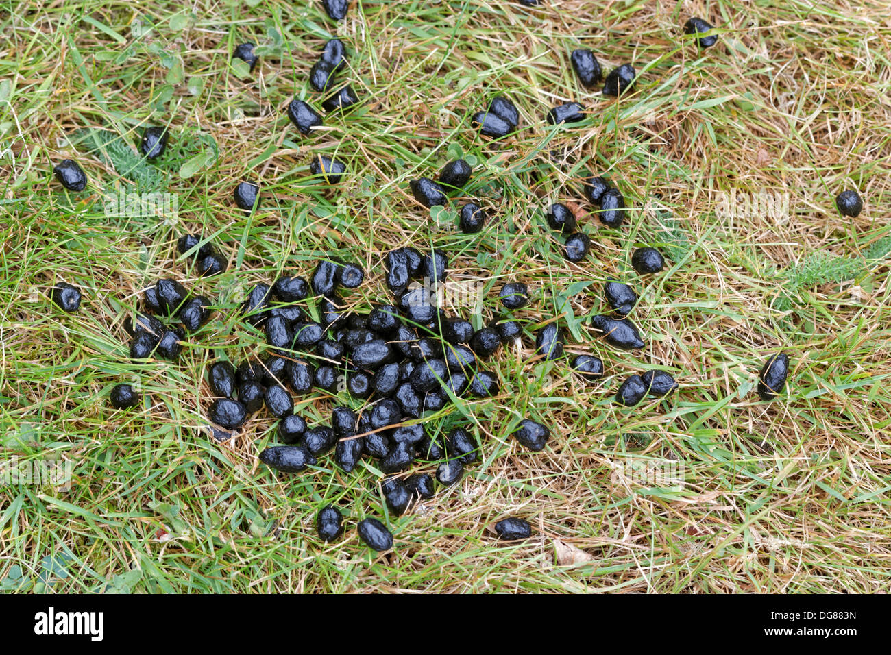 Deer droppings on a garden lawn Stock Photo
