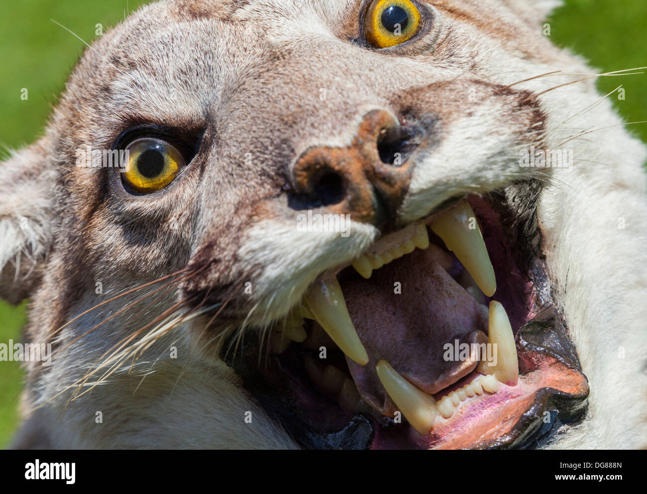 Cougar, North American Mountain Lion, Puma Concolor Stock Photo