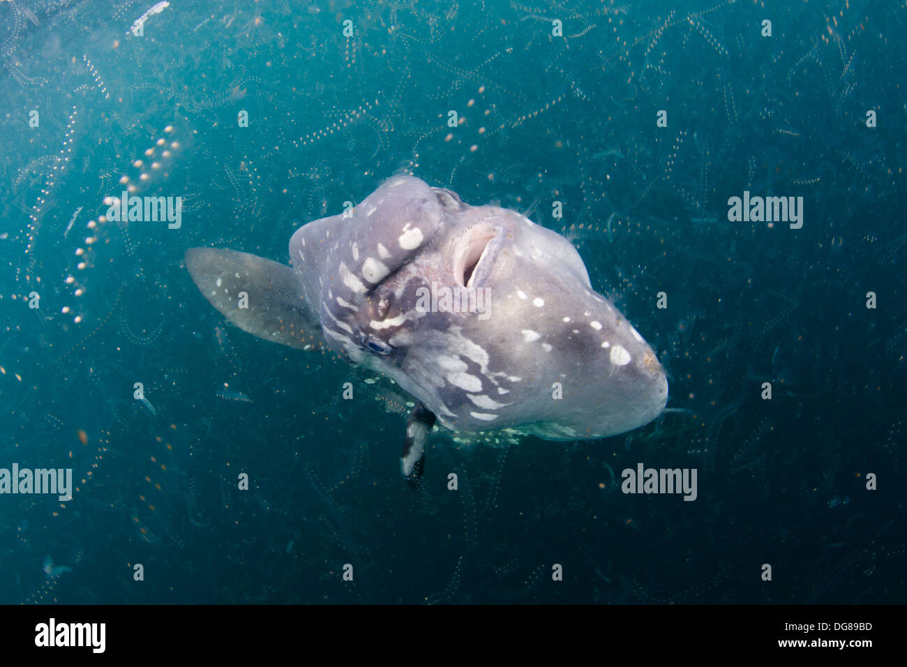 Giant sunfish mola mola close hi-res stock photography and images - Alamy