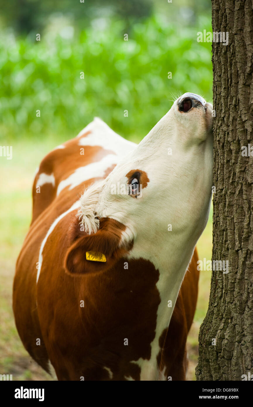 Cow, ´s-Hertogenbosch, Limburg, The Netherlands, Europe Stock Photo