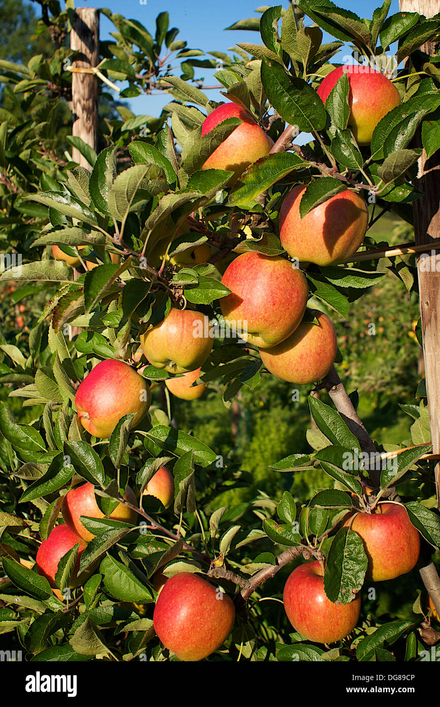 Apple orchard kent hi-res stock photography and images - Alamy